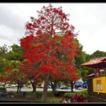 Ejemplar de Brachychiton acerifolius
