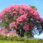 Chorisia speciosa