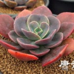 Echeveria 'Blue Metal'