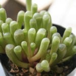 Fenestraria aurantiaca