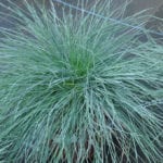Vista de la planta Festuca glauca 'Intense Blue'
