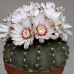 Gymnocalicium quehlianum