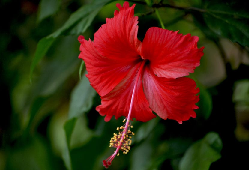 Hibiscus