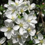 Malus domestica