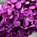 Syringa vulgaris