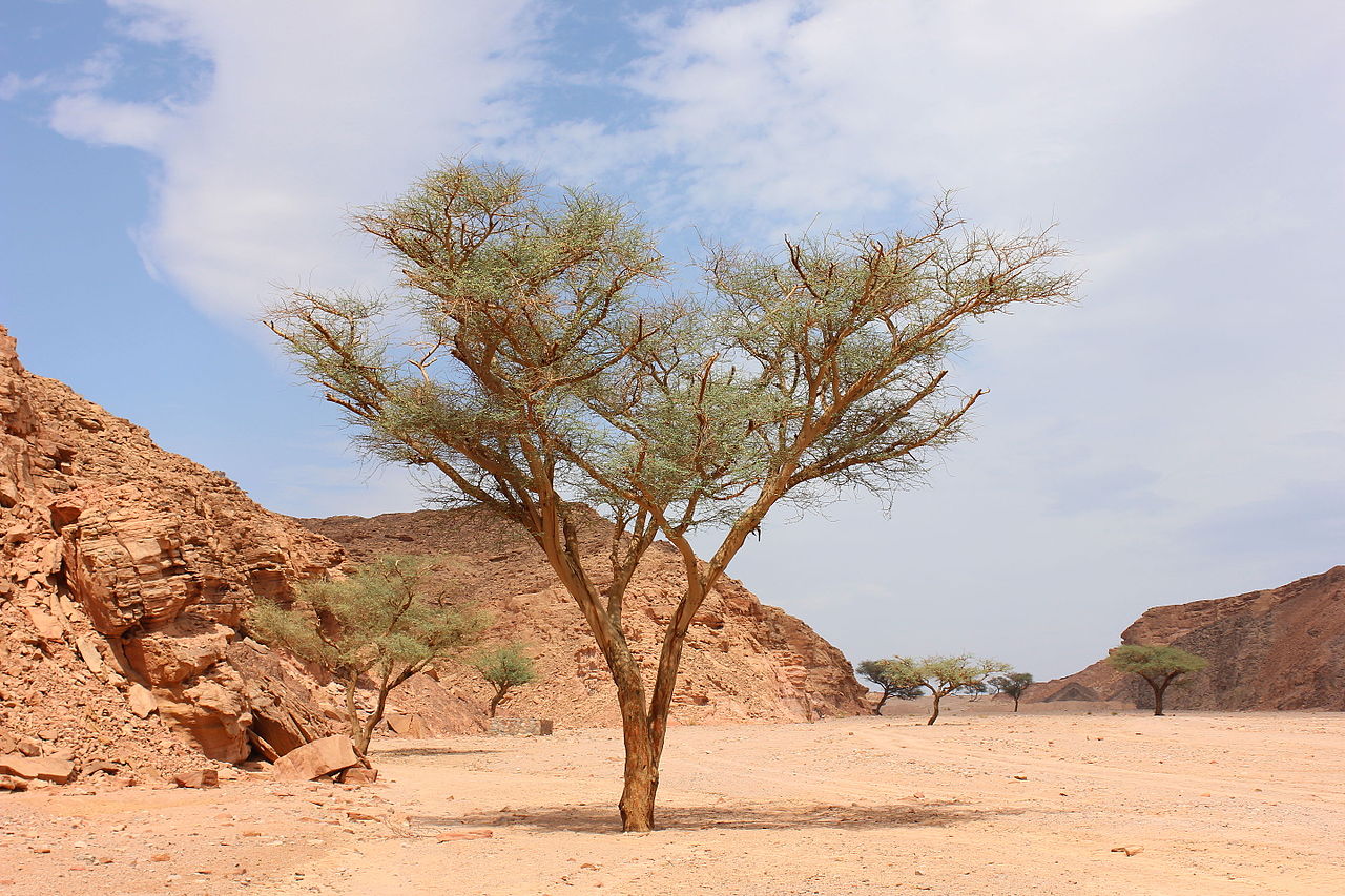 Muchas acacia viven en el desierto