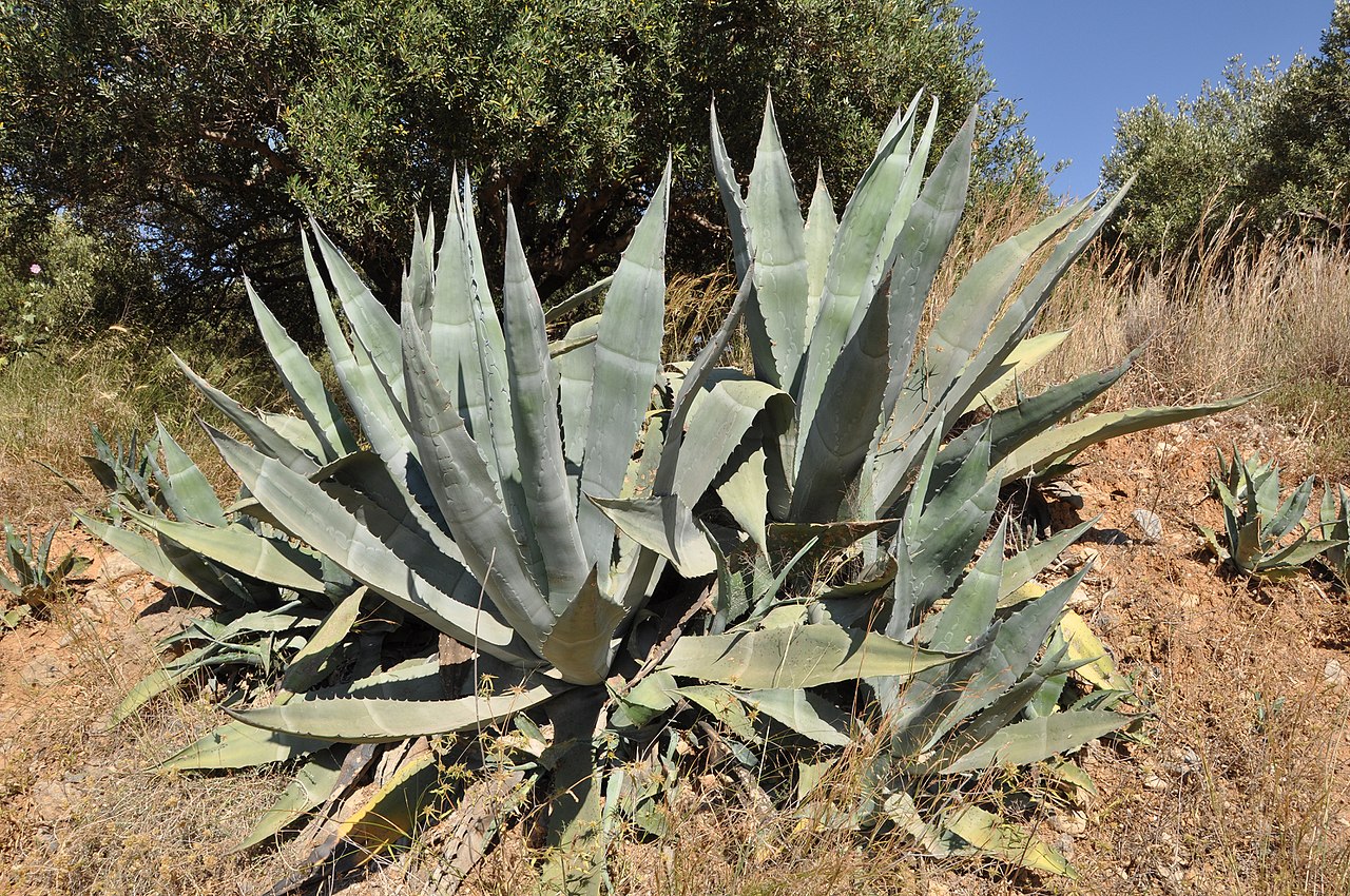 El agave es una planta del desierto