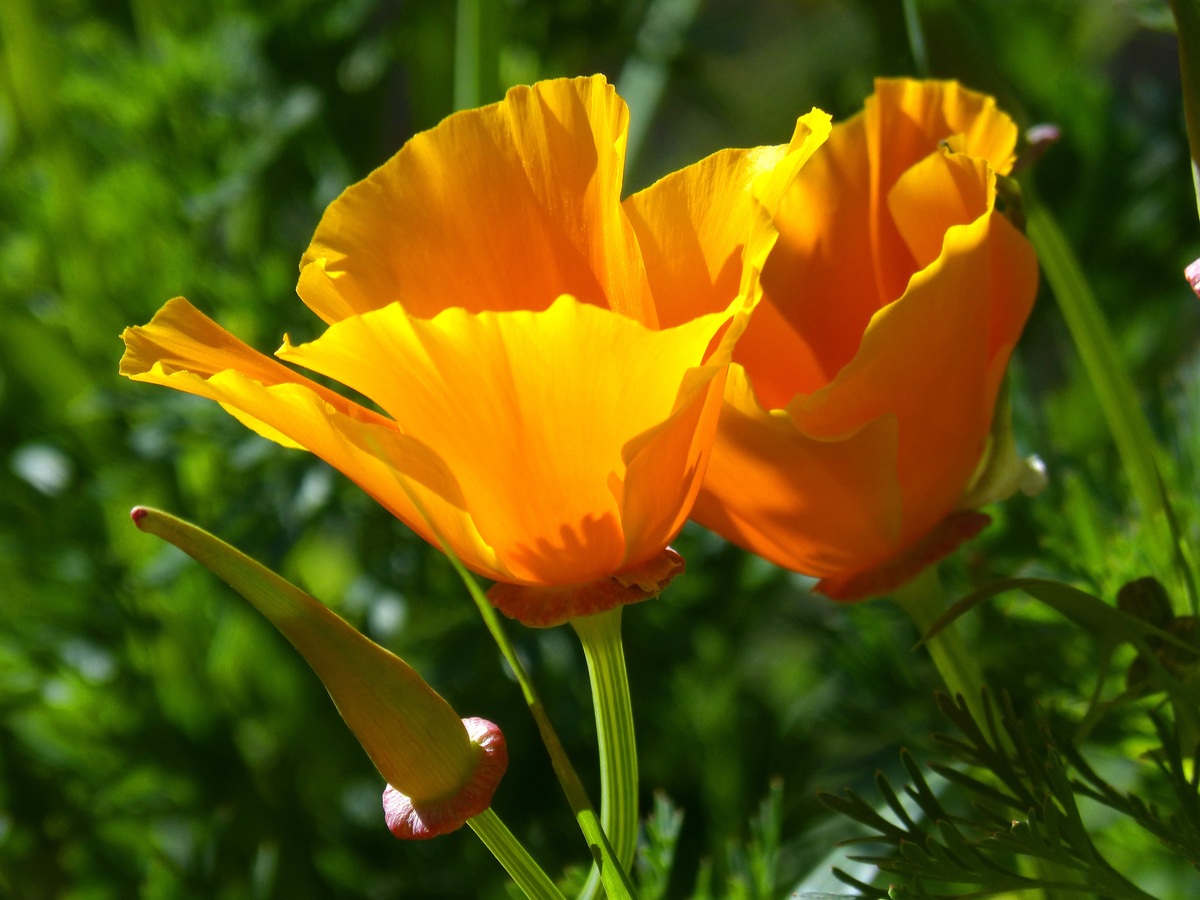 La amapola de California es una planta de flor