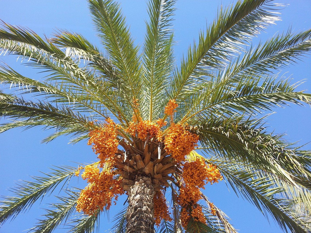 La datilera es una palmera del desierto