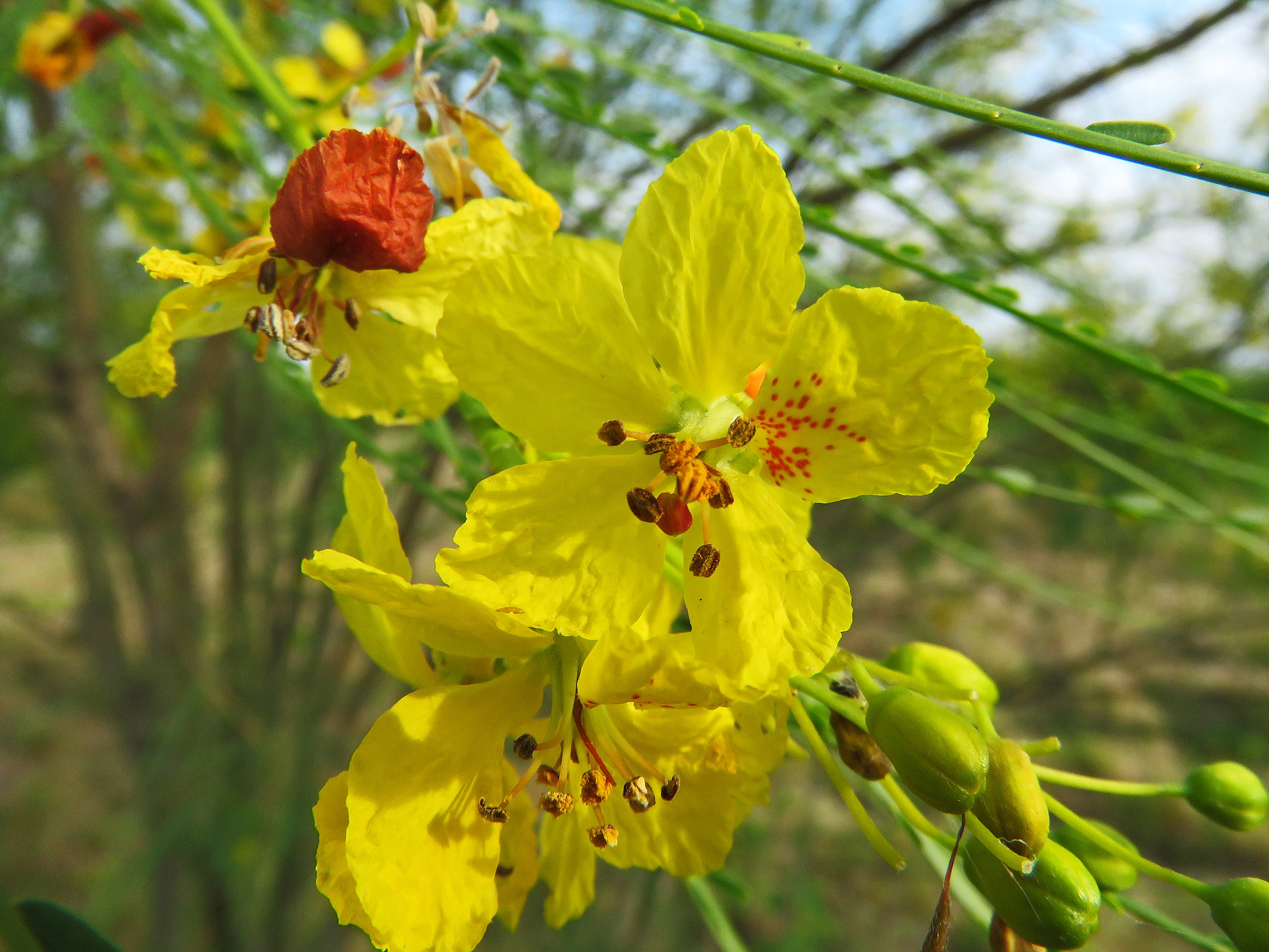 La Parkinsonia es un árbol del desierto