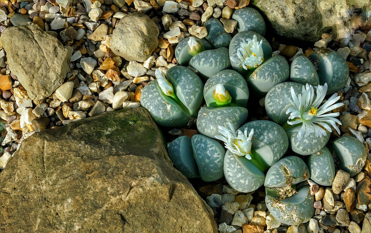 Los Lithops son plantas suculentas del desierto