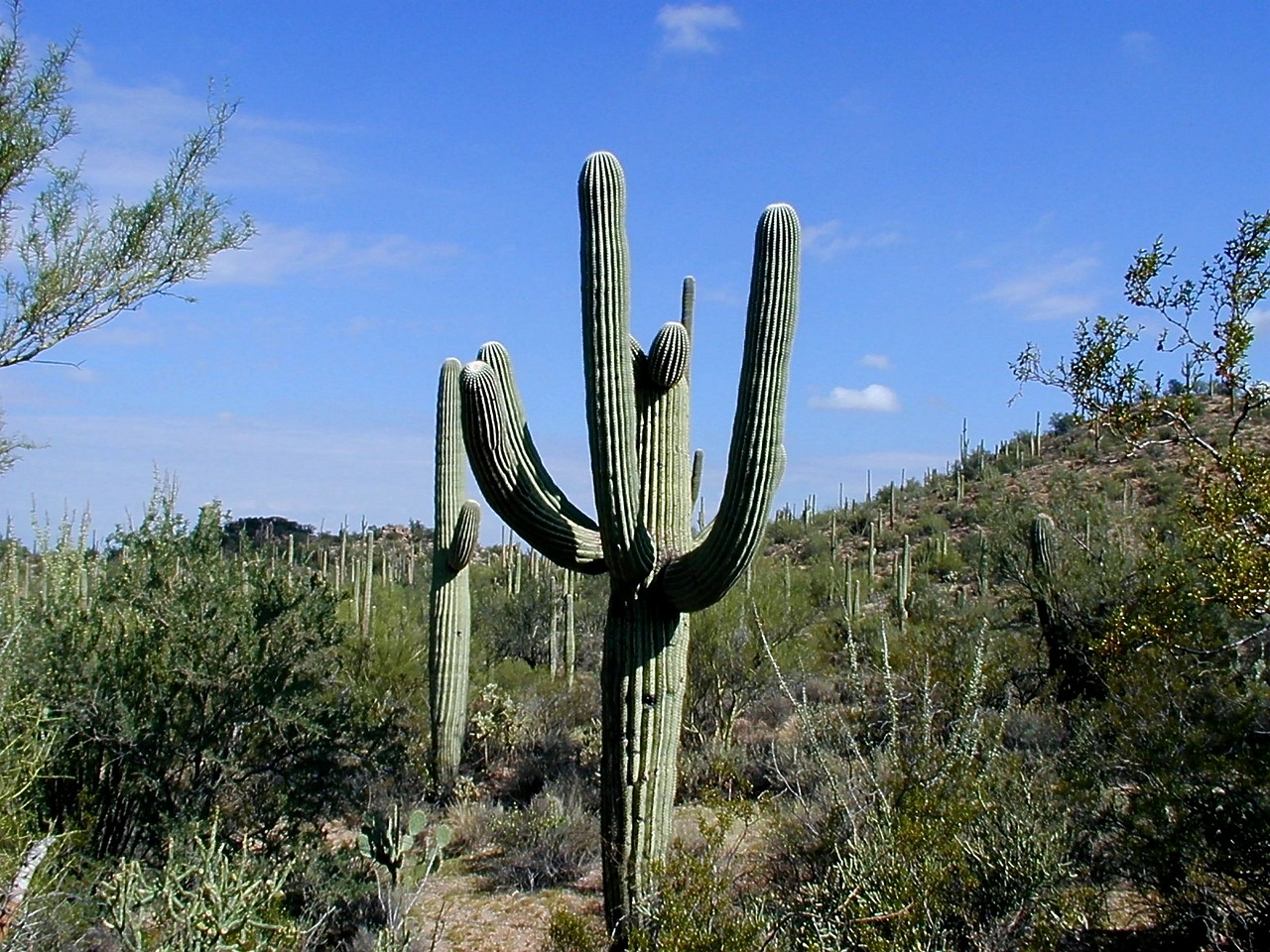 El saguaro es un cactus que vive en el desierto