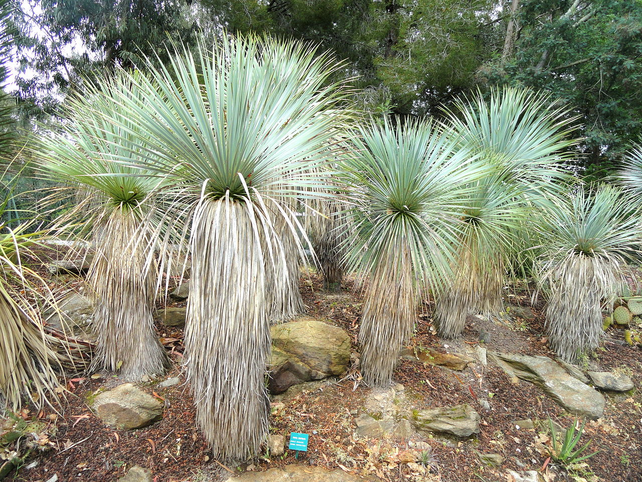 La Yucca rostrata es un arbusto del desierto