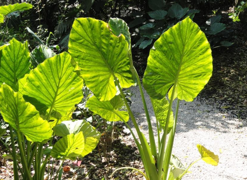 Ejemplar de Alocasia macrorrhiza