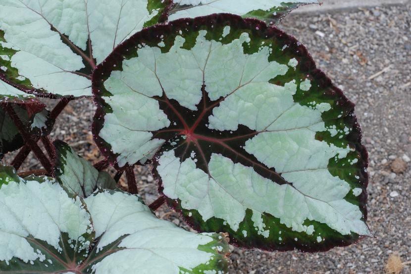 Ejemplar de Begonia rex 'J. Gillinwators'