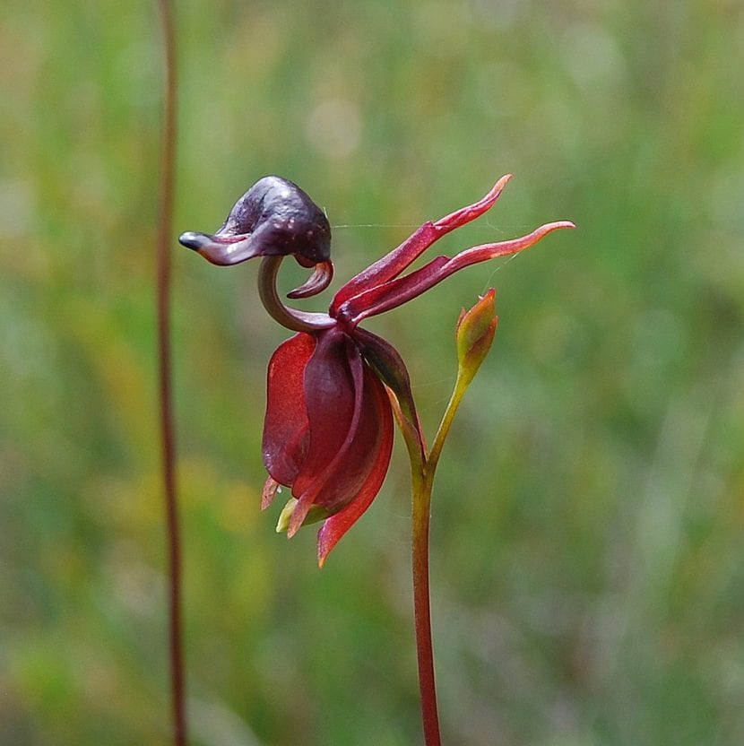 Curiosa flor de la Caleana major