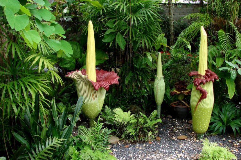 Amorphophallus titanum