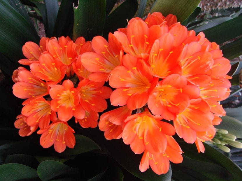 Clivia miniata en flor