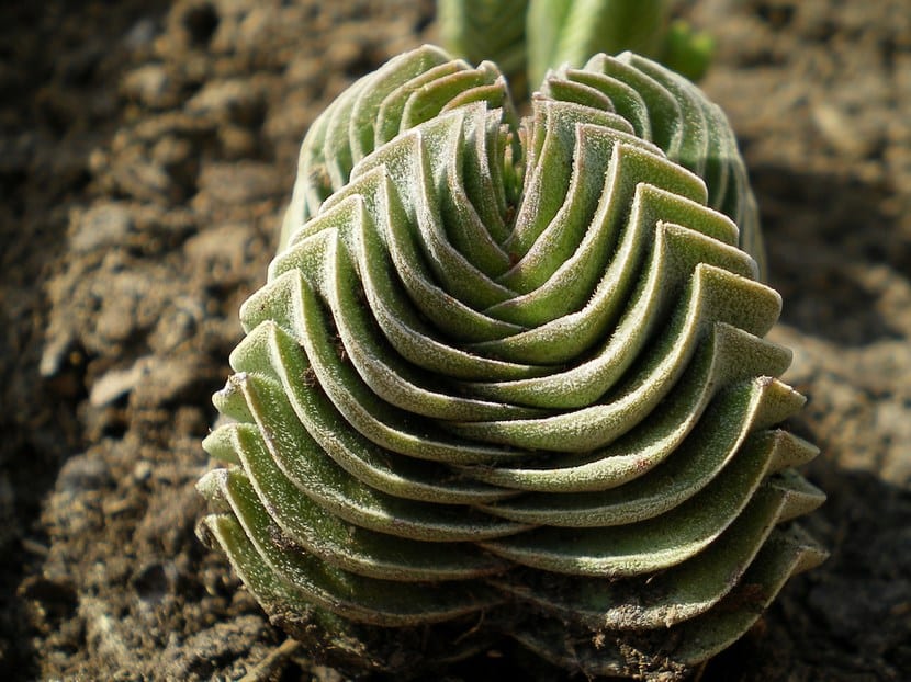 Crassula-Buddha’s-Temple