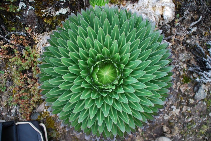 Lobelia-deckenii