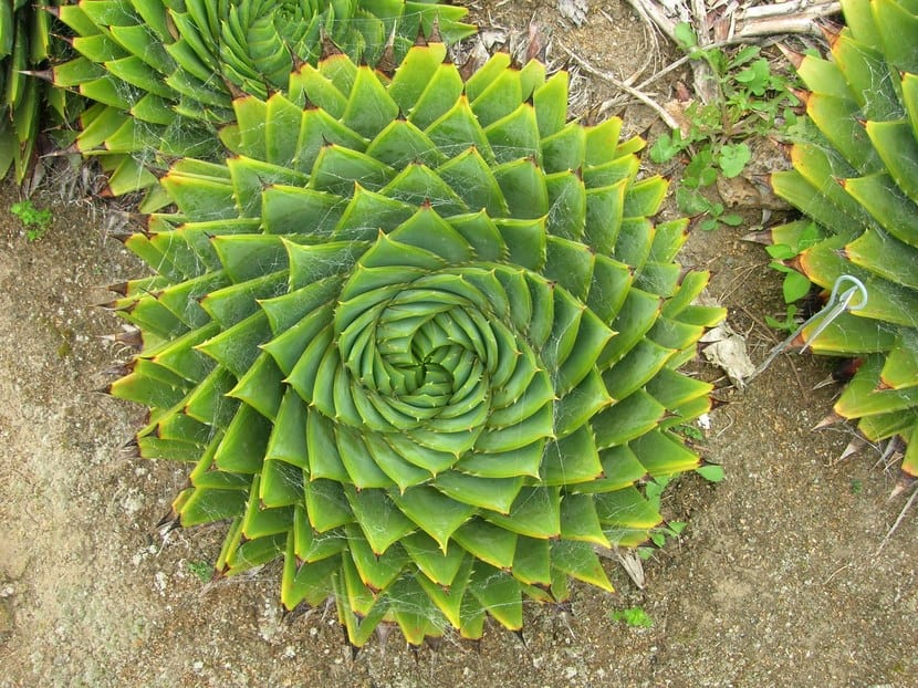 aloe-polyphylla