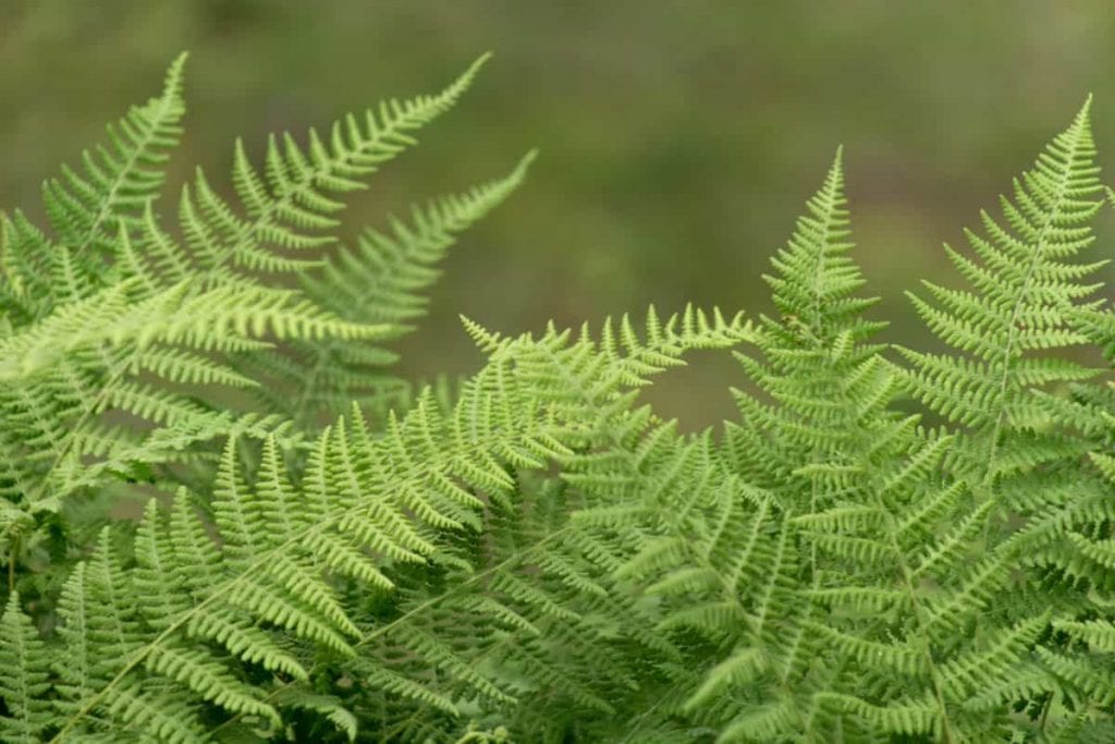 Los helechos son plantas preciosas