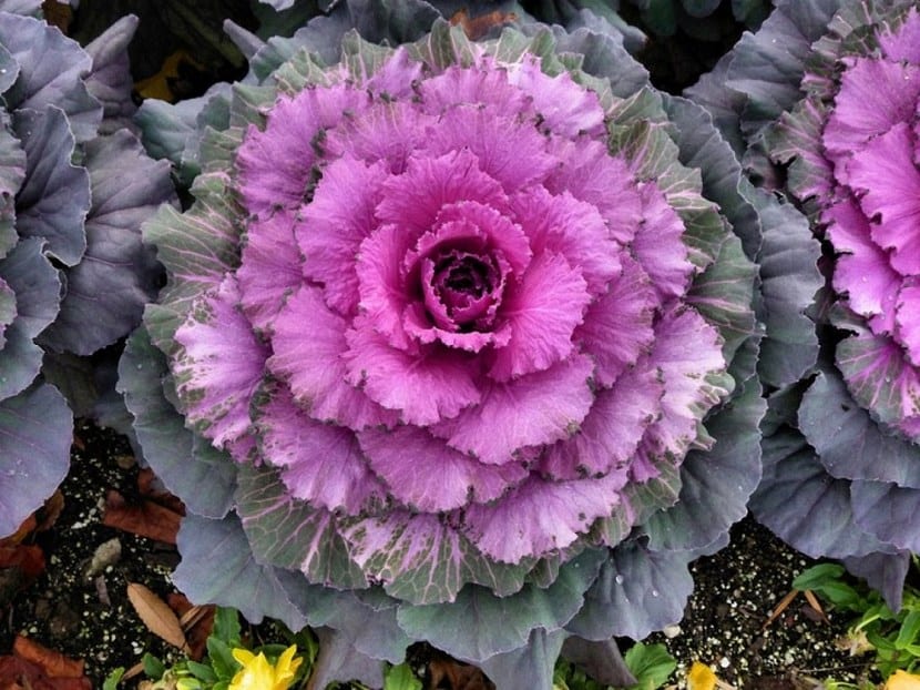 Col ornamental