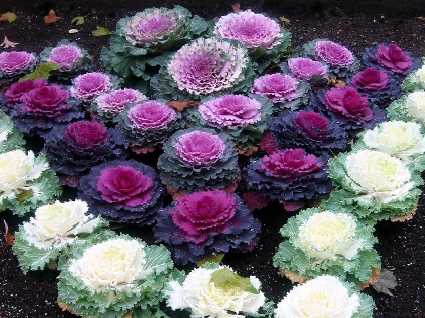 Col ornamental