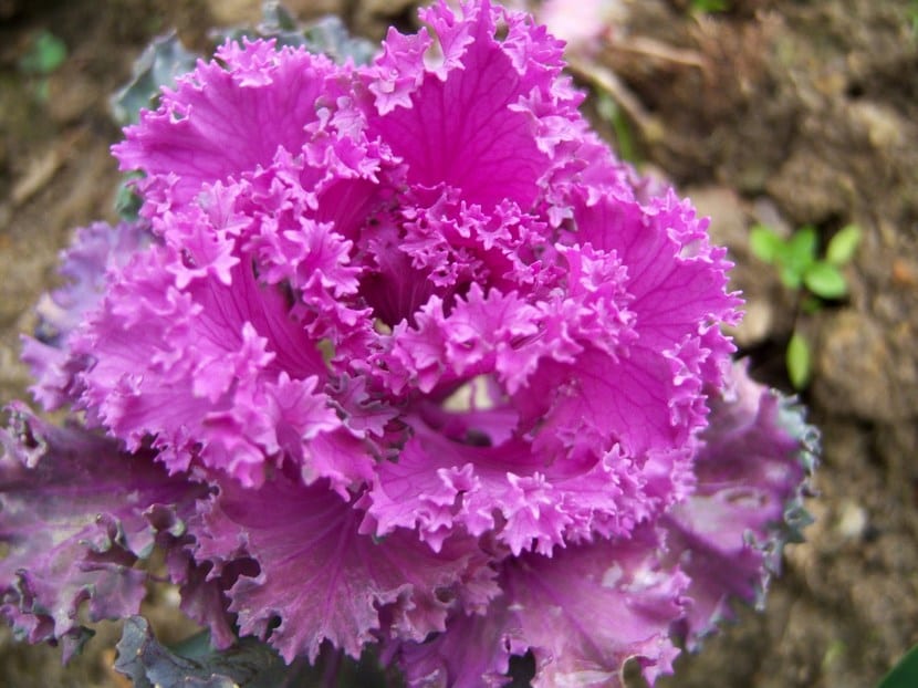 Col ornamental