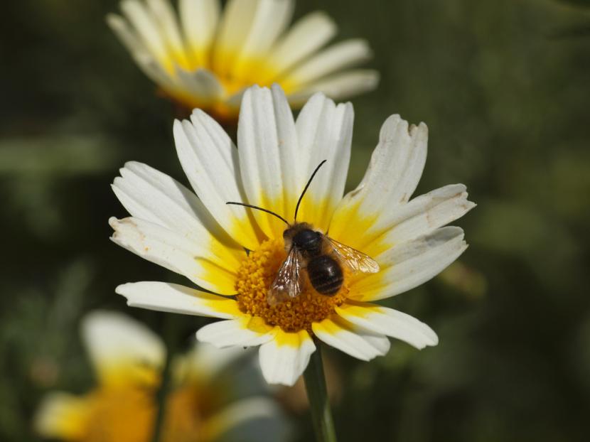 Abeja
