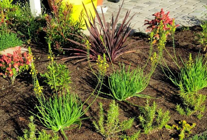 Bulbines frutescens 