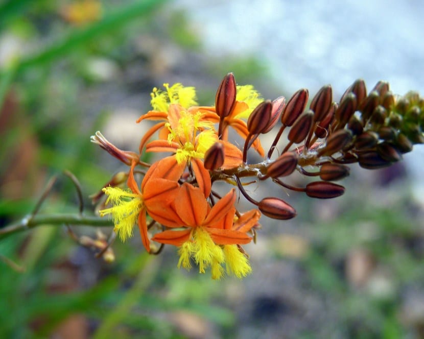 Flor Bulbines frutescens 