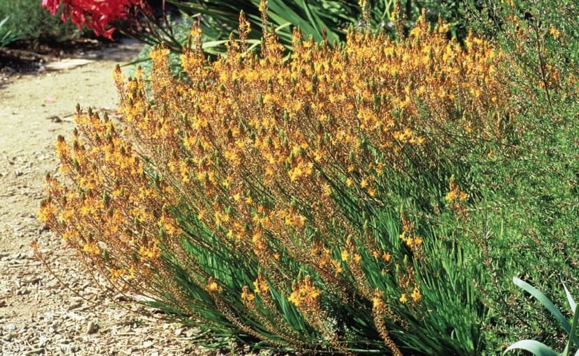 Bulbines frutescens 