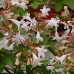 Planta de abelia en flor