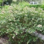 Ejemplar de Abelia x grandiflora
