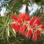 Callistemon viminalis en flor