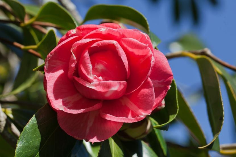 Camelia