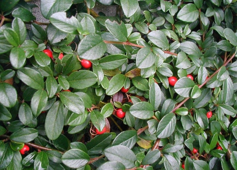 Cotoneaster