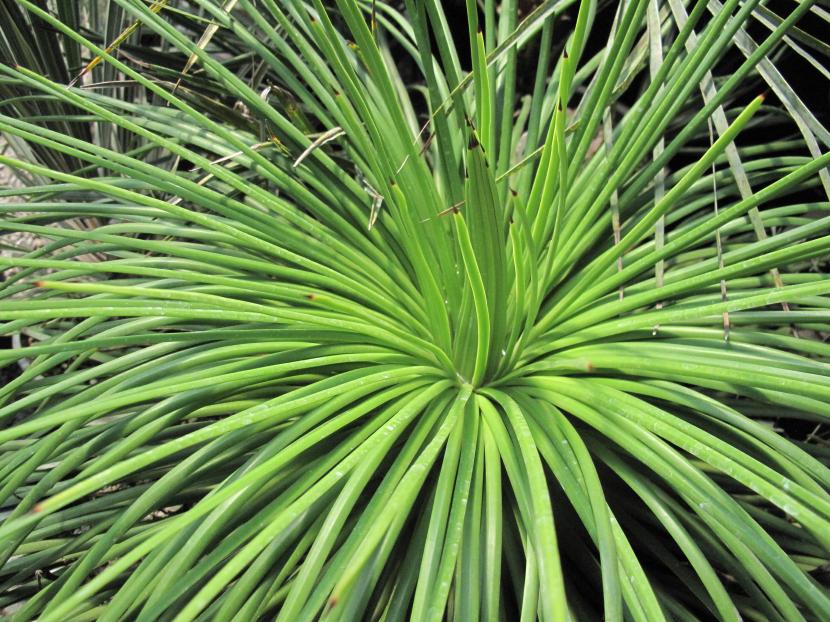 Agave ornithobroma
