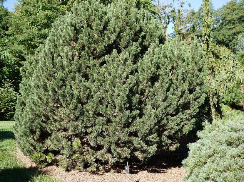 Pinus mugo