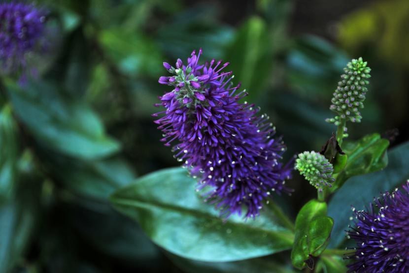 Foto en detalle de las inflorescencias de la Hebe