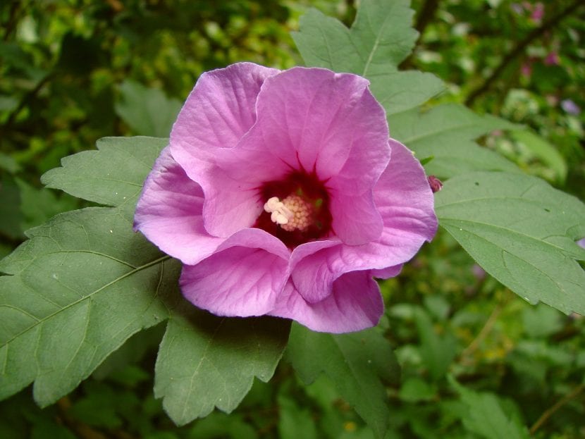 Flores de Hibiscus syriacus