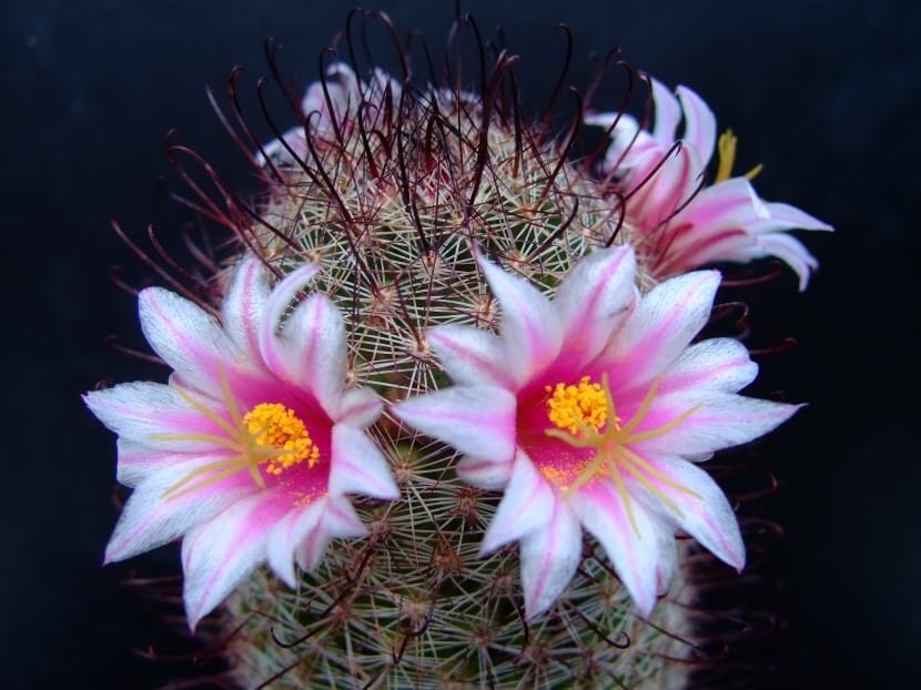 Ejemplar de Mammillaria swinglei