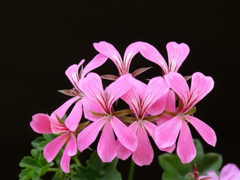 Flores de geranio