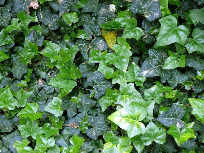 Planta de la hiedra