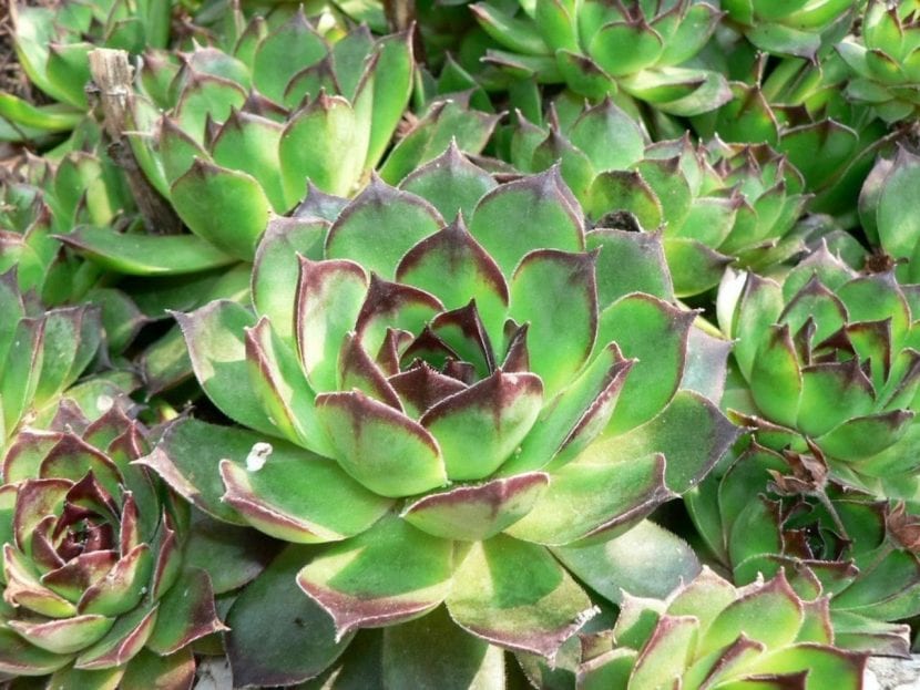 Planta crasa Sempervivum