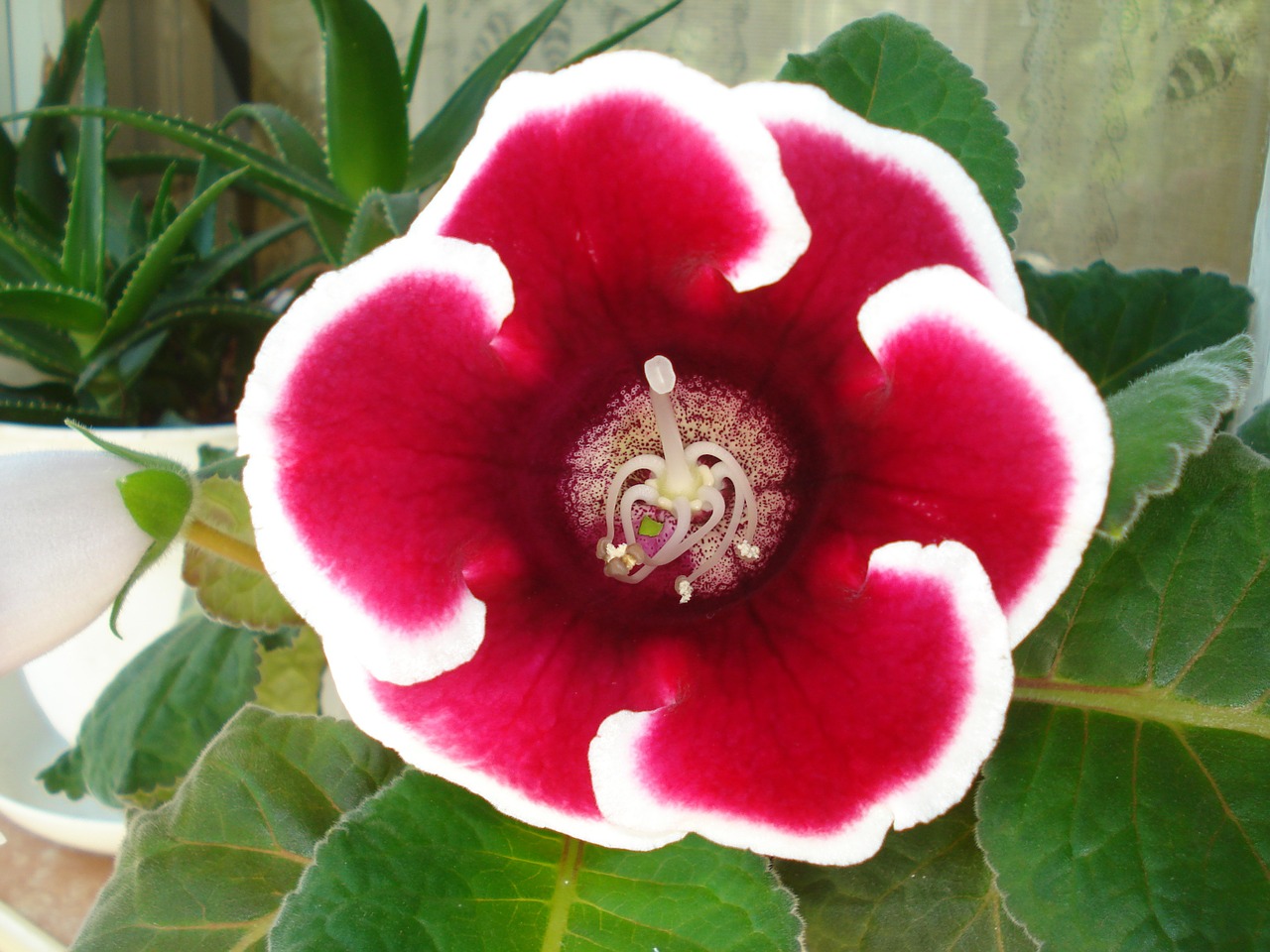 La gloxinia requiere riegos frecuentes