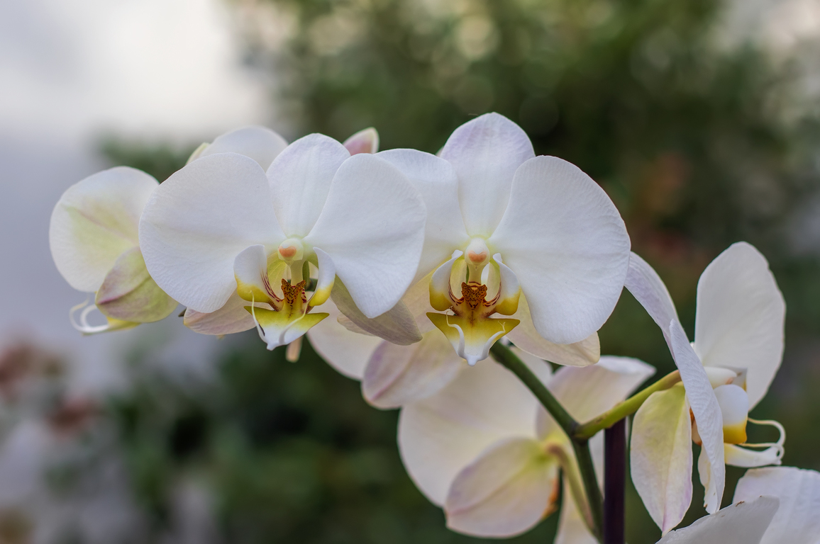 Las Phalaenopsis son orquídeas tropicales