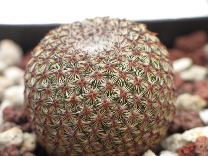 Ejemplar de Mammillaria crucigera