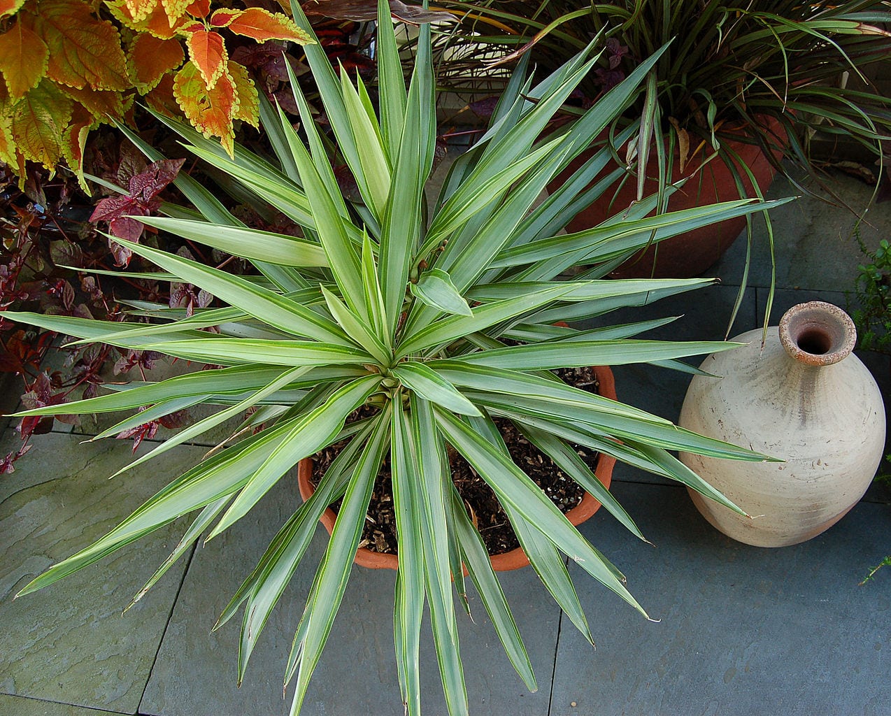 Plantas perennes para pleno sol: la vivaz como pieza de jardín